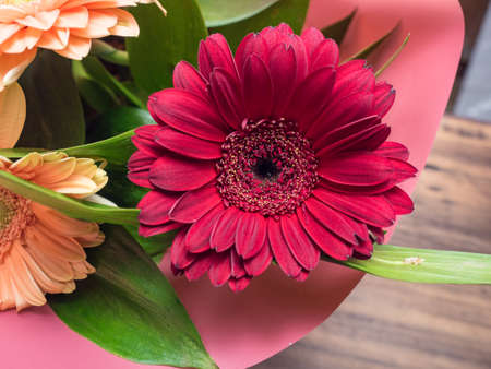Red bud of flower closeup. Flower of chrysanthemum with decorative greenery. Decoration made of decorative plants for birthday card, invitation, poster. Selective soft focus, blurred backdropの写真素材