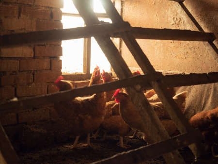Chickens near the brick wall of the hennery. Group of brown hens photographed near the wooden slatted roost. Soft, selective focus. Brown hens opposite the bright window of the hencoopの写真素材