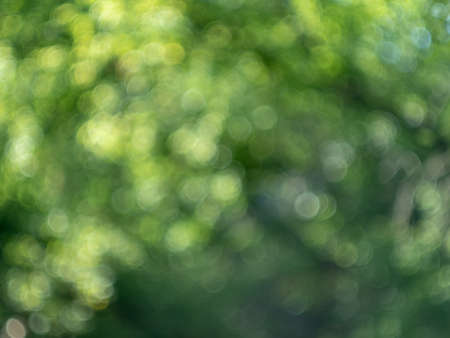 Abstract blurred view on park spring and summer season. Defocused green leaves. Background with...