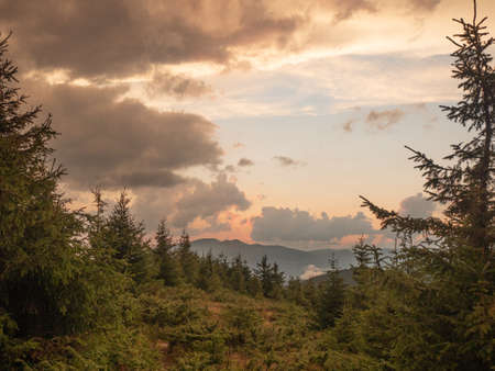 Landscape of hillside covered with green firs, dark mountain range and evening cloudy sky....