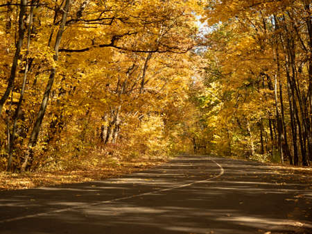 Asphalt road in autumn forest. Dense wood makes an arch of trees above the road. Trees with yellow...