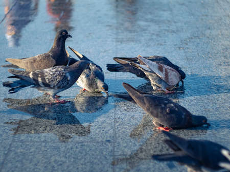 Flock of doves drinking water in dry fountain, close up view. Reflection of doves and people on water surface. Town square in summer. Selective soft focus. Blurred backgroundの写真素材