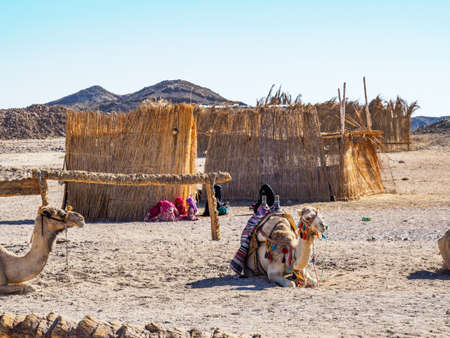 Bedouin village in desert, Egypt - February 2020: two camels sitting on sand, medium view. Group of...