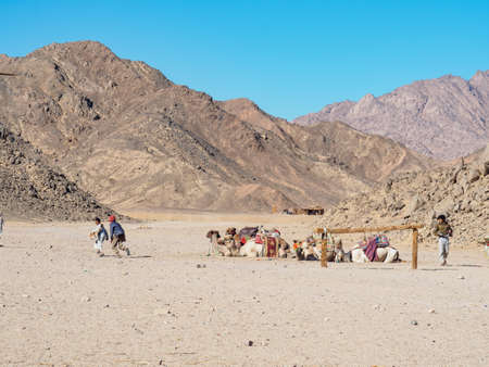 Bedouin village in desert, Egypt - February 2020: landscape of brown mountain, long view. Bedouins kids playing near herd of camels. Selective soft focus. Blurred backgroundのeditorial素材