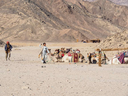 Bedouin village in desert, Egypt - February 2020: two arabian teens walking near herd of camels, medium view. Brown mountain on horizon. Selective soft focus. Blurred backgroundのeditorial素材