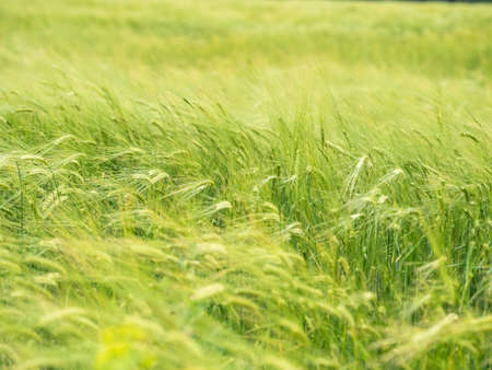 Soft focus to green spikelets of rye in the field. Natural background. Young ears of wheatの写真素材