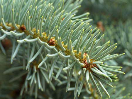 Fir tree spruce branch. Pine needles close up. Shallow soft focus. Concept for Christmas holiday...