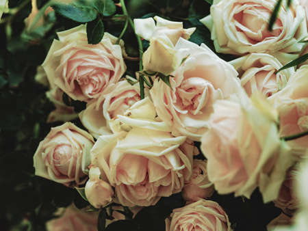 Rose bouquet. Rose flowers are tenderly pink color.の写真素材
