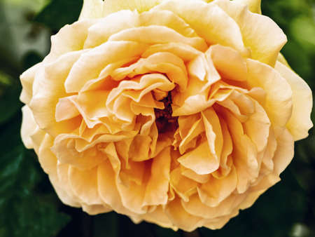 Blooming rosebud. Close up view to big bud of flower. Tea-colored flower.の写真素材