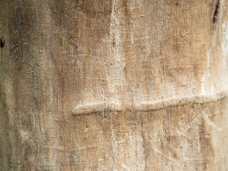 Texture of old wood with scratches close up.の写真素材