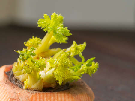 Macro shot of carrot sprouts on blurred background. Close-up view