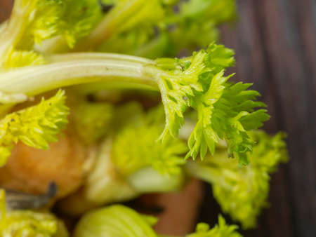 Close-up view of carrot sprouts. Soft focus. Blurred background. Macro shotの写真素材