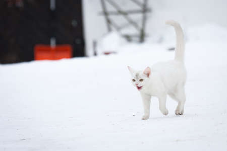 white cat in snowの写真素材