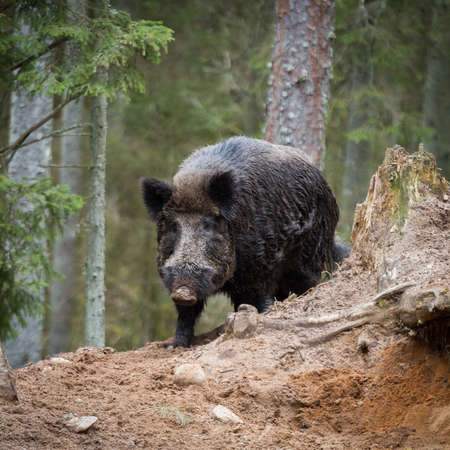 Wild boar in the forestの写真素材