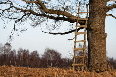 ladders in a oakの写真素材