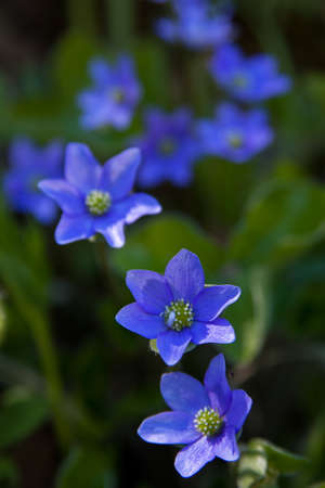 wild flowersの写真素材