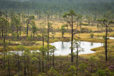 swamp scapesの写真素材