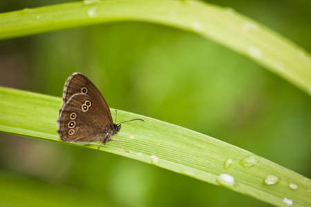 butterfly in green