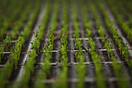 spruce seedlingsの写真素材