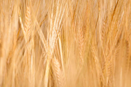 rye earsの写真素材