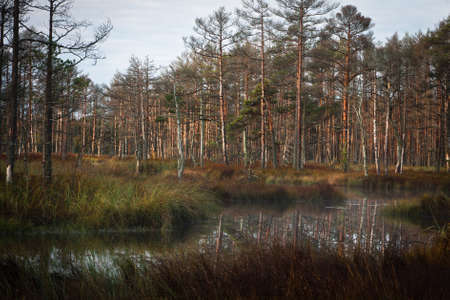 marsh landscape with clouds
