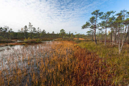 marsh landscape with clouds