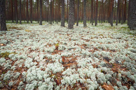 forest mossの写真素材