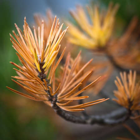 pine needleの写真素材