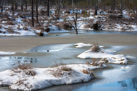 wild forest in winterの写真素材