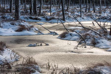wild forest in winterの写真素材