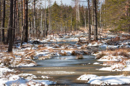 wild forest in winterの写真素材