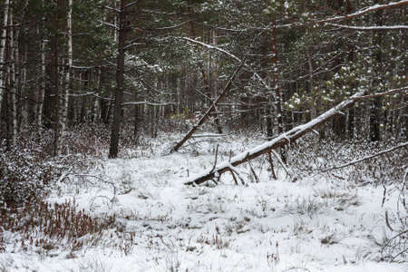 wild forest in the winterの写真素材