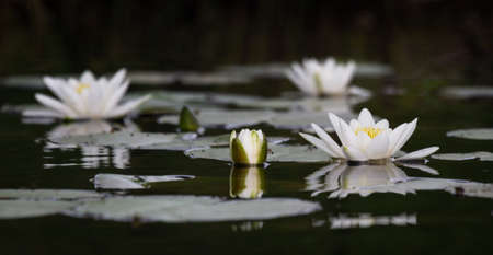 white waterlily in waterの写真素材