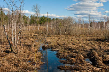 Spring birch reflections in waterの写真素材