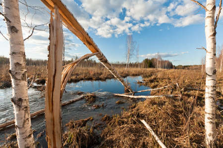 river in bog