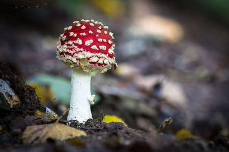 fly agaric red in forest