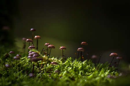 fungi in wild forestの写真素材
