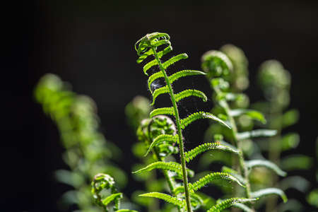 Green ferns on a green backgroundの写真素材
