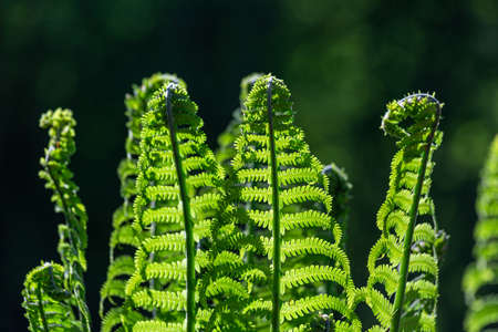 Green ferns on a green backgroundの写真素材