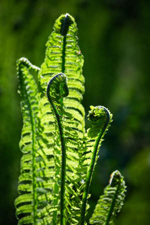 Green ferns on a green backgroundの写真素材