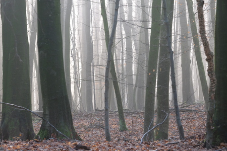 Forest without undergrowthの写真素材