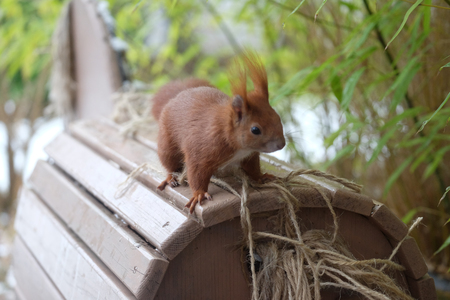 Squirrel / Sciurus vulgarisの写真素材