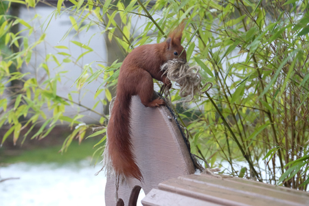 Squirrel / Sciurus vulgarisの写真素材