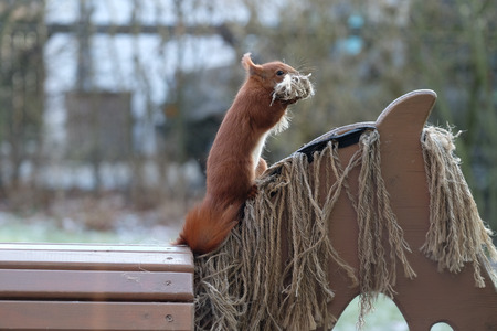 Squirrel / Sciurus vulgares