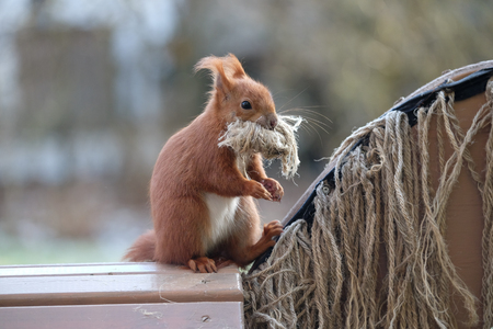 Squirrel / Sciurus vulgaresの写真素材