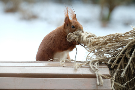 Squirrel / Sciurus vulgarisの写真素材