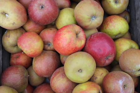 delicious apples for displayの写真素材