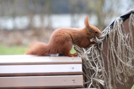 Squirrel is looking for padding materialの写真素材