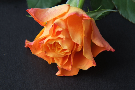 Beautiful blooming roseの写真素材