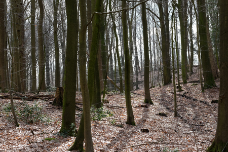 Lonely forestの写真素材
